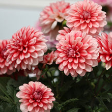 Load image into Gallery viewer, Dahlia Dalaya Red Lace