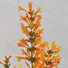 Load image into Gallery viewer, Agastache Sunrise Orange