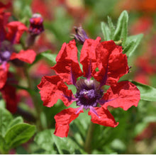 Load image into Gallery viewer, Cuphea Sweet Talk Red
