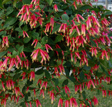 Load image into Gallery viewer, Cuphea HoneyBells