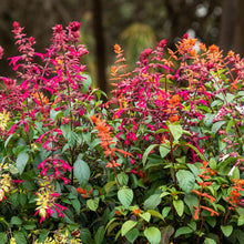 Load image into Gallery viewer, Salvia Fashion Orange