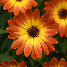 Load image into Gallery viewer, Osteospermum Zion Orange Burst