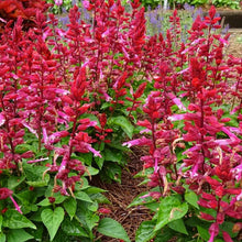 Load image into Gallery viewer, Salvia Grandstand Red Pink Lipstick