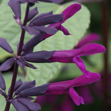 Load image into Gallery viewer, Salvia Bodacious Smokey Jazz