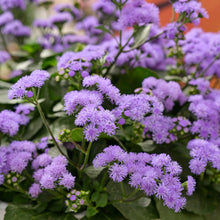 Load image into Gallery viewer, Ageratum Monarch Magic