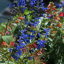 Load image into Gallery viewer, Salvia Black and Bloom