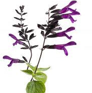 Load image into Gallery viewer, Salvia Bodacious Smokey Jazz