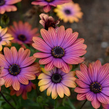 Load image into Gallery viewer, Osteospermum Zion Copper Amethyst