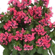 Load image into Gallery viewer, Cuphea Sweet Talk Pink