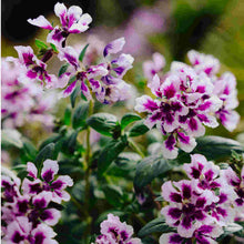 Load image into Gallery viewer, Cuphea Sweet Talk Lavender