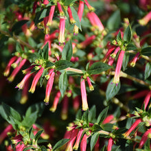 Load image into Gallery viewer, Cuphea HoneyBells