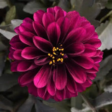 Load image into Gallery viewer, Dahlia CityLights Purple