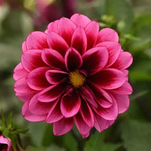 Load image into Gallery viewer, Dahlia Dalaya Cranberry