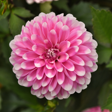 Load image into Gallery viewer, Dahlia Dalaya Pink Lace