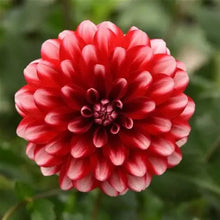 Load image into Gallery viewer, Dahlia Dalaya Red Lace