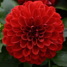 Load image into Gallery viewer, Dahlia Dalaya Red Vampire