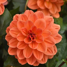 Load image into Gallery viewer, Dahlia Venti Mango
