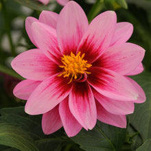 Load image into Gallery viewer, Dahlia Dalaya Pink Rose Eye