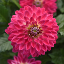 Load image into Gallery viewer, Dahlia Venti Magenta White Eye