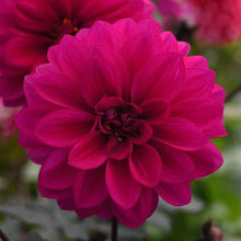 Load image into Gallery viewer, Dahlia CityLights Neon