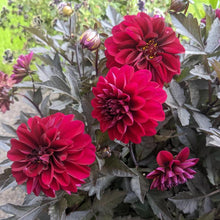 Load image into Gallery viewer, Dahlia CityLights Purple