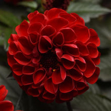 Load image into Gallery viewer, Dahlia CityLights Red