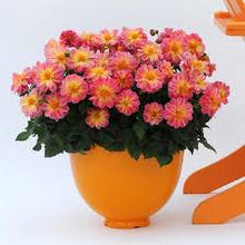 Load image into Gallery viewer, Dahlia Dalaya Pink Lemon