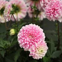 Load image into Gallery viewer, Dahlia Dalaya Pink Lace