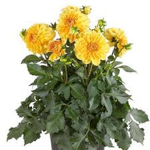 Load image into Gallery viewer, Dahlia Venti Golden Yellow