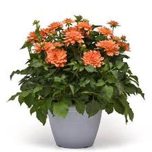 Load image into Gallery viewer, Dahlia Venti Mango