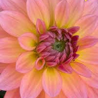 Load image into Gallery viewer, Dahlia Venti Passionfruit