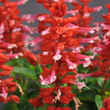 Load image into Gallery viewer, Salvia Grandstand Red Pink Lipstick