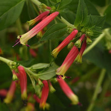 Load image into Gallery viewer, Cuphea HoneyBells