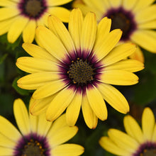 Load image into Gallery viewer, Osteospermum Zion Morning Sun