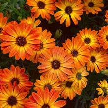 Load image into Gallery viewer, Osteospermum Zion Orange Burst
