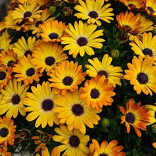 Load image into Gallery viewer, Osteospermum Sunshine Beauty