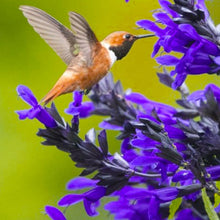 Load image into Gallery viewer, Salvia Bodacious Hummingbird Falls Blue