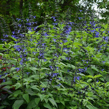Load image into Gallery viewer, Salvia Black and Bloom