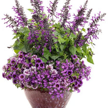 Load image into Gallery viewer, Salvia Bodacious Smokey Jazz