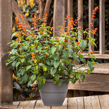 Load image into Gallery viewer, Salvia Fashion Orange