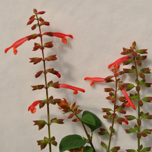 Load image into Gallery viewer, Salvia Fashion Orange
