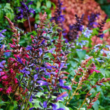 Load image into Gallery viewer, Salvia Salgoon Lake Como