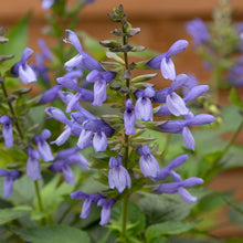 Load image into Gallery viewer, Salvia Salgoon Lake Como