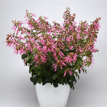 Load image into Gallery viewer, Salvia Skyscraper Pink