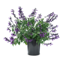 Load image into Gallery viewer, Salvia Bodacious Smokey Jazz
