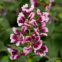 Load image into Gallery viewer, Cuphea Sweet Talk Lavender