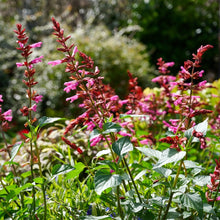 Load image into Gallery viewer, Salvia Salgoon Lake Garda

