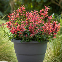 Load image into Gallery viewer, Agastache Sunrise Red
