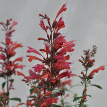 Load image into Gallery viewer, Agastache Sunrise Red
