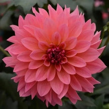 Load image into Gallery viewer, Dahlia Venti Passionfruit
